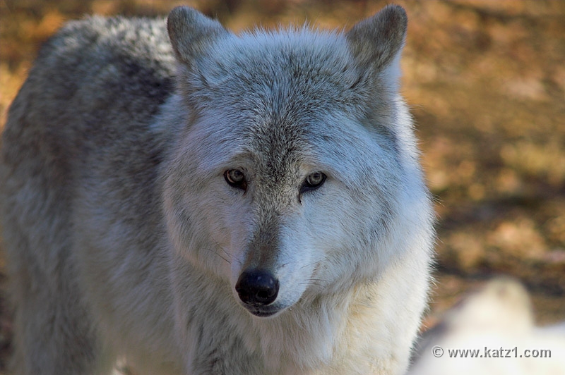 Arctic Wolf 015